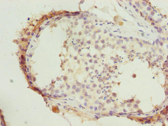 HERC6 Antibody
