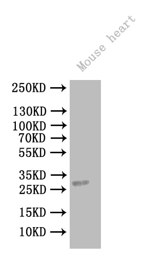 CCDC103 Antibody