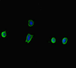 TP53INP2 Antibody