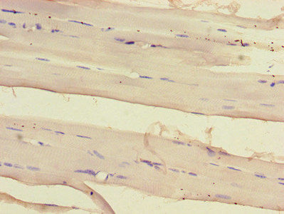 SIRT2 Antibody