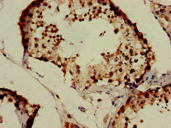 IZUMO1 Antibody
