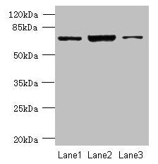CCDC116 Antibody