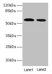 Hmgcs1 Antibody