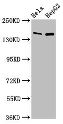 SULF1 Antibody