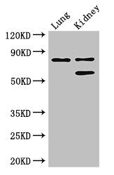 P3H2 Antibody