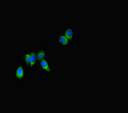 SPNS2 Antibody