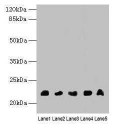 NRSN1 Antibody
