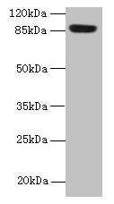 PASD1 Antibody