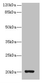 ZBTB8OS Antibody