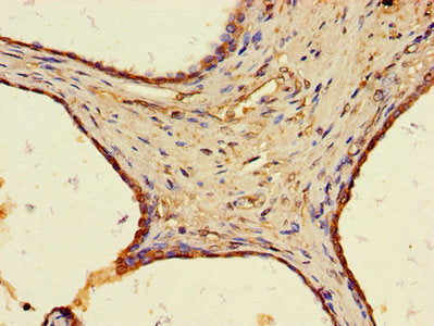 WFDC8 Antibody