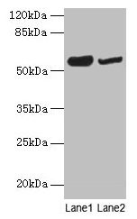 NOSTRIN Antibody