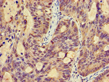 MICU2 Antibody