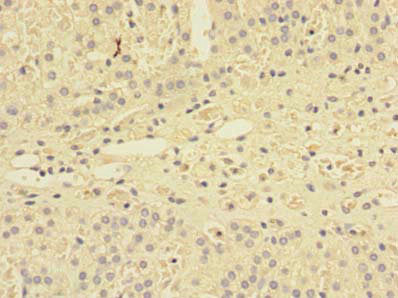 SHISA5 Antibody