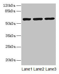 MIER2 Antibody