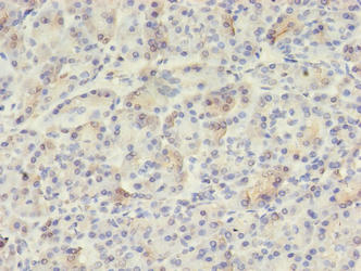 VWA5B2 Antibody