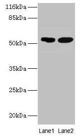 SVOPL Antibody
