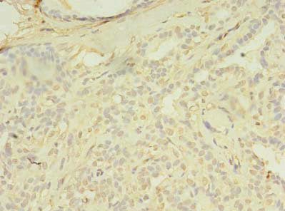 SPIC Antibody