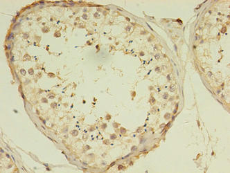 C10orf53 Antibody