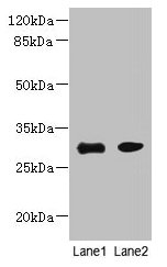 PI4KAP1 Antibody