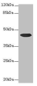 CCDC89 Antibody