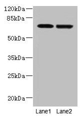 NETO2 Antibody