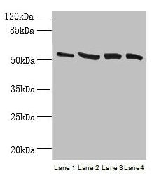 CCDC112 Antibody