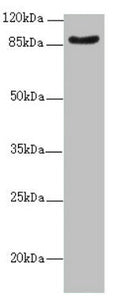 SUPT20H Antibody