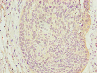 C9orf43 Antibody