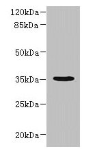 NUBPL Antibody