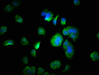 FANK1 Antibody