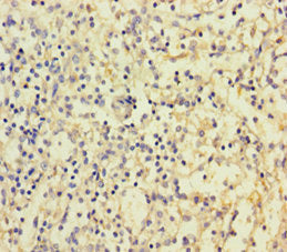 CD300LF Antibody