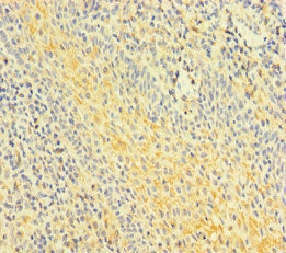 FNIP1 Antibody