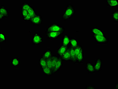 AEN Antibody