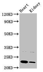 PTPMT1 Antibody