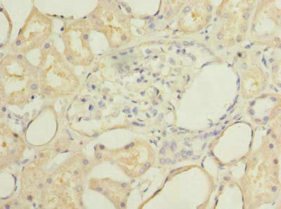SECTM1 Antibody