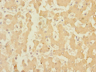 RAPGEF4 Antibody
