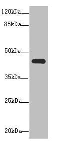 NR2E1 Antibody