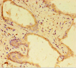 RTF1 Antibody