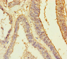 RBPMS Antibody