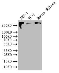 CR1 Antibody