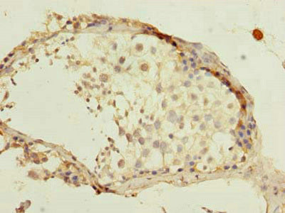 MAGOHB Antibody