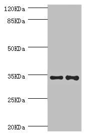 NRBF2 Antibody
