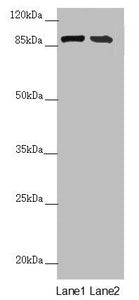 CEP95 Antibody