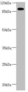 CEP95 Antibody