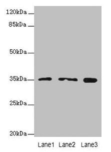 FAHD2A Antibody