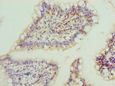 FAR2 Antibody
