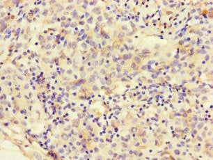 MEGF10 Antibody