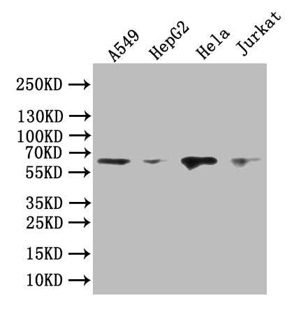 PRIMPOL Antibody