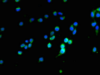 OPALIN Antibody