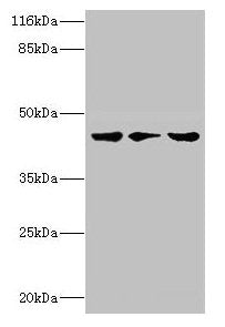 PSKH2 Antibody